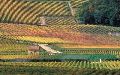 Masterclass i Bourgogne