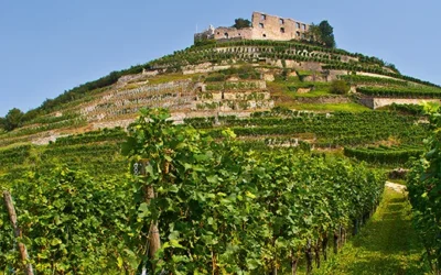 Masterclass i Europæisk Riesling