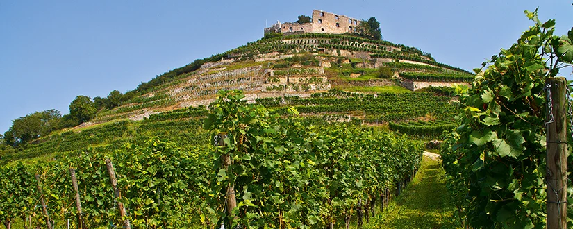Masterclass i Europæisk Riesling